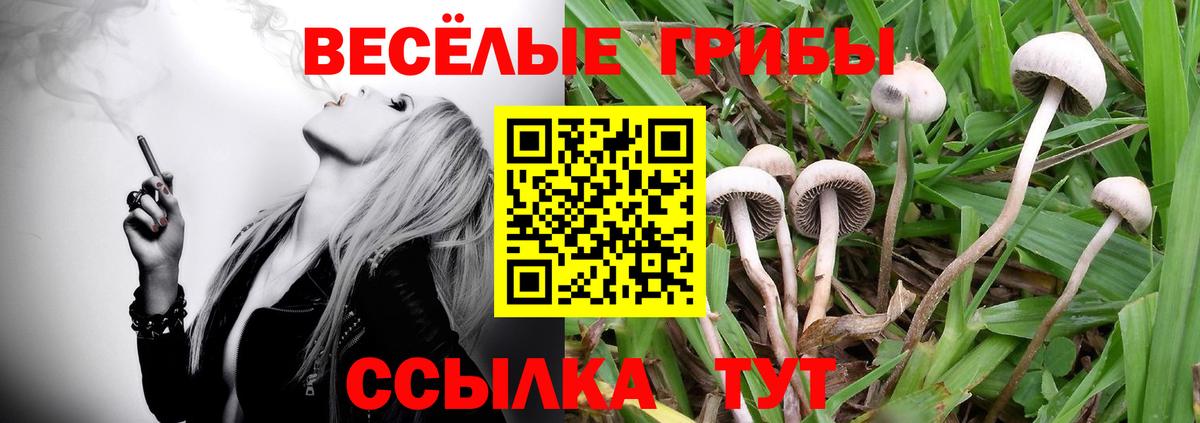 купить наркотик  Галлюциногенные грибы MAGIC MUSHROOMS  Вход с VPN  Братск  Галлюциногенные грибы Psilocybine cubensis 